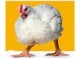 ИНКУБАТОР «РАССВЕТ» производит и реализует молодняк птицы: бройлеров, индюшат, цыплят, утят, индоутят, гусят, мулардов, цесарят